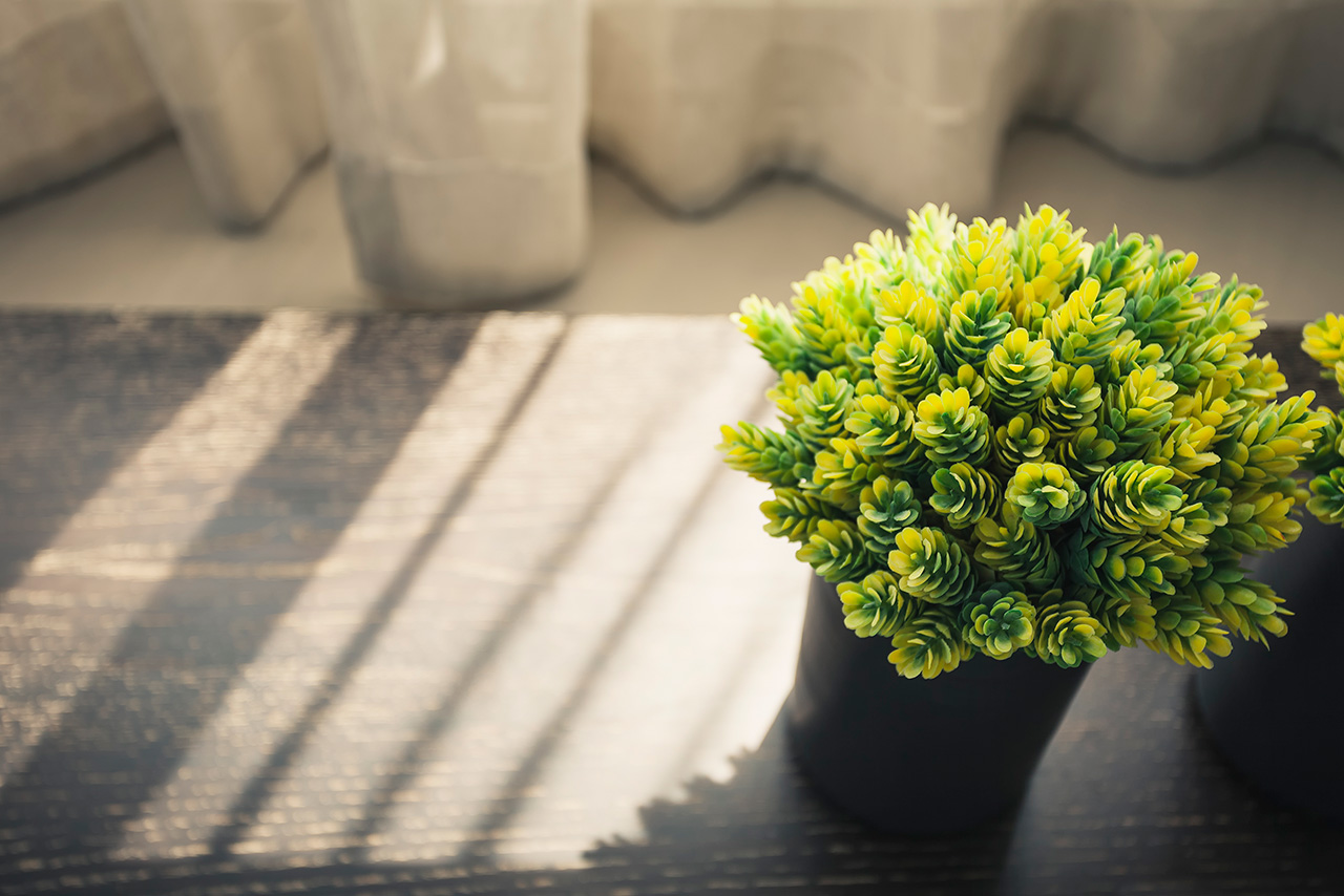 Home interior Green plant-morning light Shadow window curtain